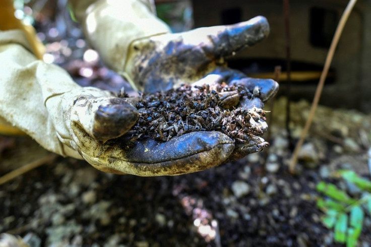 Gildardo Urrego's apiary in Colombia's Antioquia Department produces honey flavored with pollen from nearby passion fruit orchards