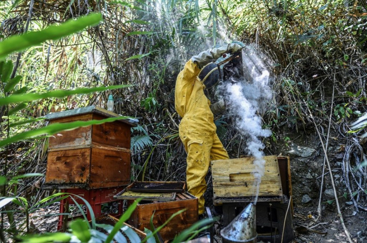 Hundreds of hives have been killed off in Colombia in recent years, and some investigations have pointed to fipronil, an insecticide banned for use on crops in Europe and restricted in the United States and China