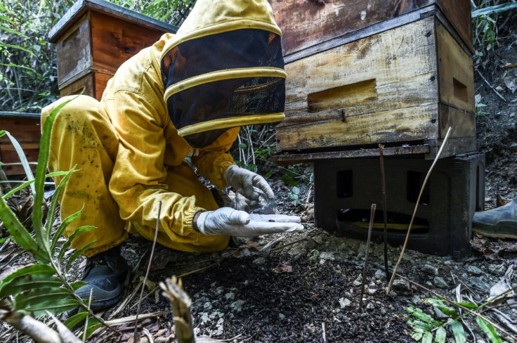 The government's agriculture institute denies any link between the expansion of avocado crops and bee deaths