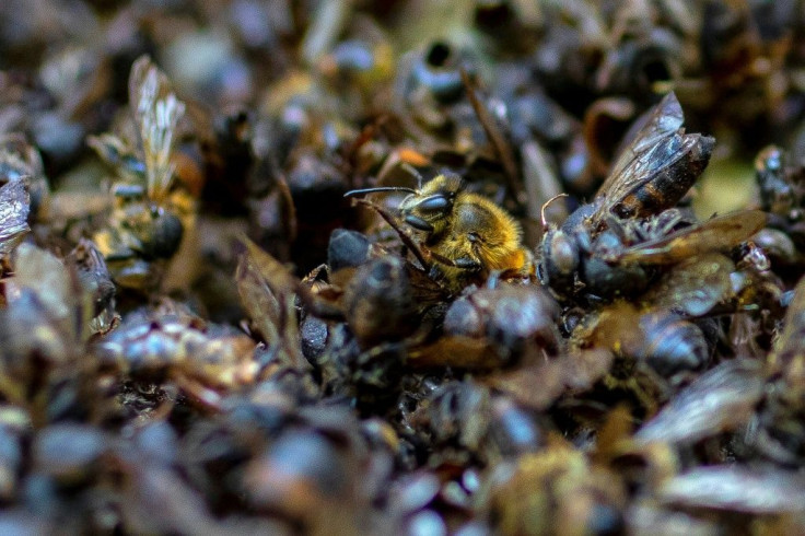 About 1.4 billion jobs and three-quarters of all crops around the world, according to a 2016 study, depend on pollinators, mainly bees
