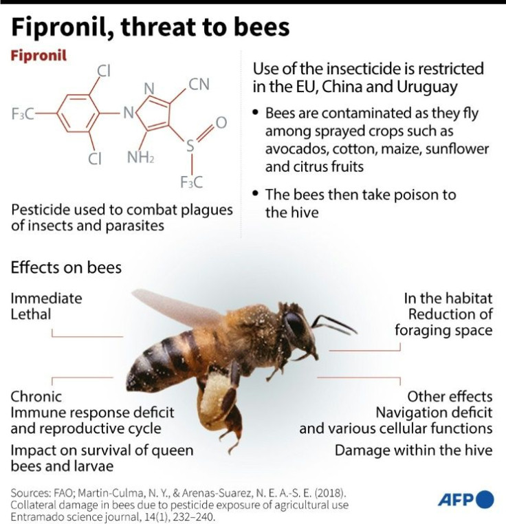 Details on the threat to bee health posed by fipronil, a pesticide used to combat plagues of insects
