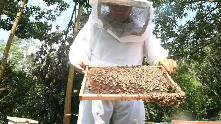 Beekeepers in Colombia notice an increase in the number of dead bees, and suspect pesticides used in nearby monocultures are the cause of these untimely deaths.