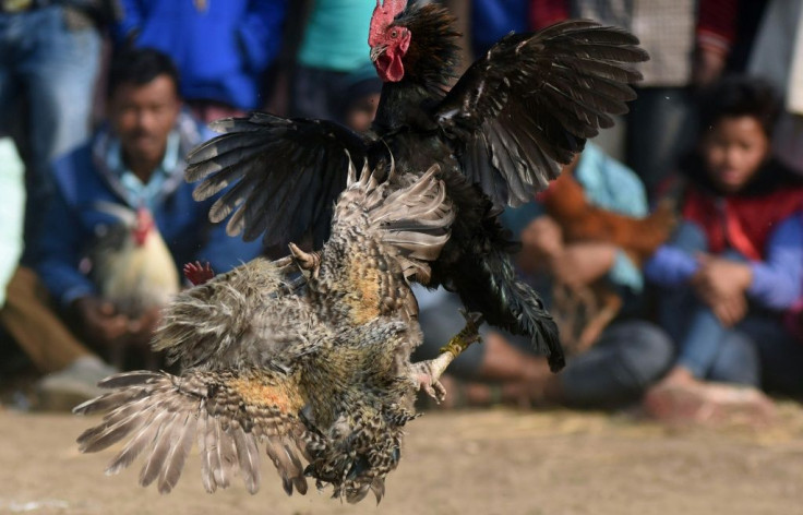 Cockfights are banned but still common in rural areas of India