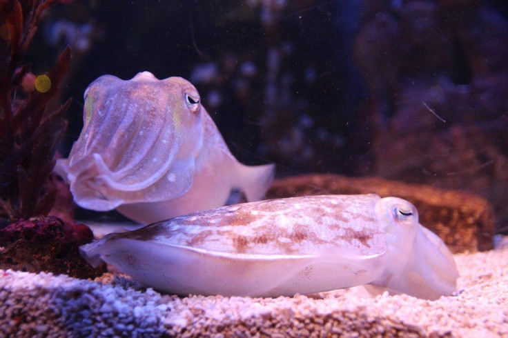 Cuttlefish