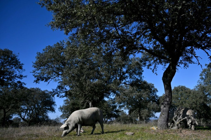 Iberian black pigs forage for the acorns that help give ham from the region a special taste. Spanish Jamon Iberico, or Iberian ham, is a luxury product that has not fared well during the Covid-19 pandemic as many events at which it is served may no longer