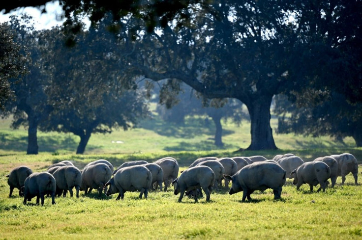 Iberian ham producers may be suffering, but so far they have avoided going out of business