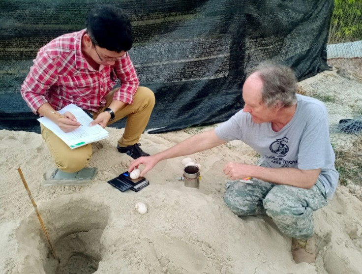 Conservationists weigh the Royal Turtle eggs