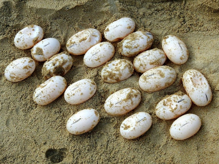The five Royal Turtles laid more than 70 eggs