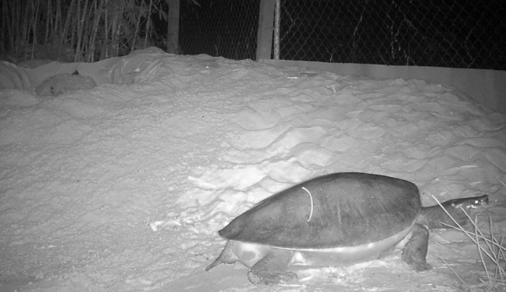 Royal Turtles, formally classified as Southern River Terrapins, were pushed to the brink of extinction by hunting and sand mining, which destroys the banks where they lay their eggs