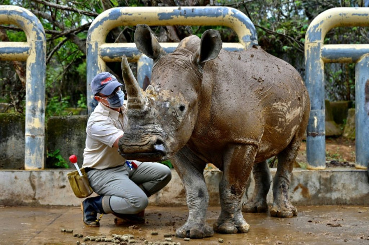 It is the first time Taiwan will send a southern white rhino overseas to breed