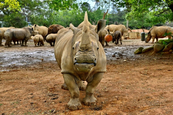 The southern white rhino -- found in the wild across southern Africa -- currently number less than 19,000