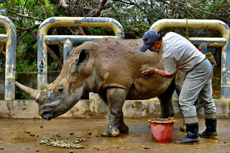 Leofoo Safari Park imported eight rhinos from Africa in 1979 and now has the most successful breeding programme in Asia with 23 animals in its herd