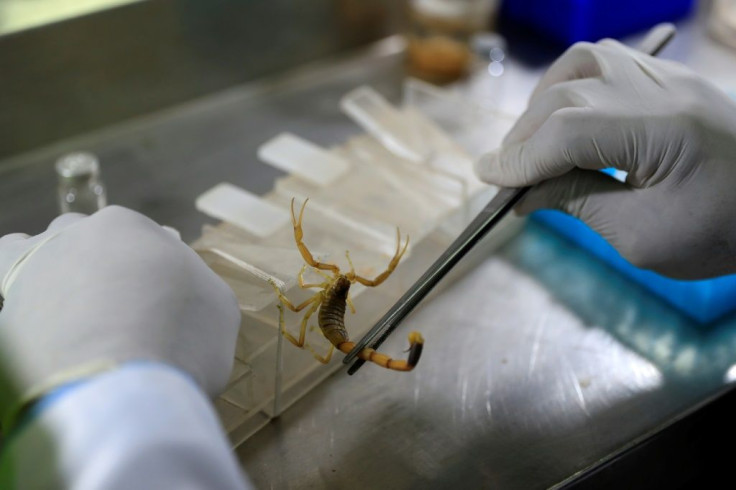 Egyptian engineer Ahmed Abu al-Seoud extracts poison from a scorpion at his laboratory and farm in Egypt's Western Desert