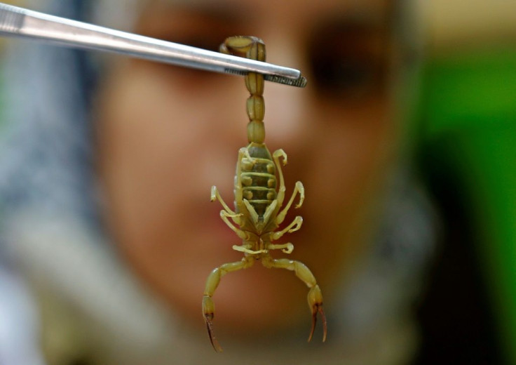 Egyptian pharmacist Nahla Abdel-Hameed holds a scorpion with tweezers at the desert facility