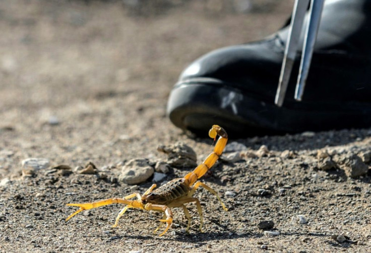 Scorpion hunters supplying the facility earn one to 1.5 Egyptian pounds (around six to 10 cents) per animal