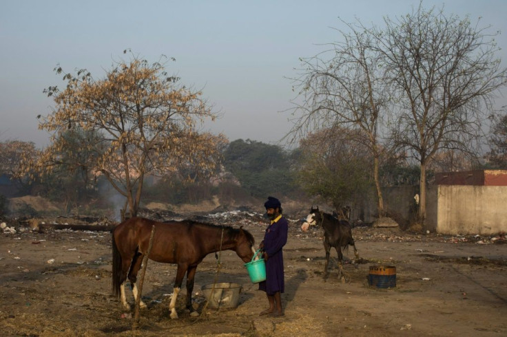 At the protest camp, Nihangs tend to horses they rode from their Punjab homes hundreds of miles away, practise the Sikh martial art of "Gatka" and make a cannabis-laced sacramental drink