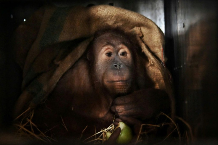 Sumatran orangutans depend on forests that are being cleared for palm oil plantations