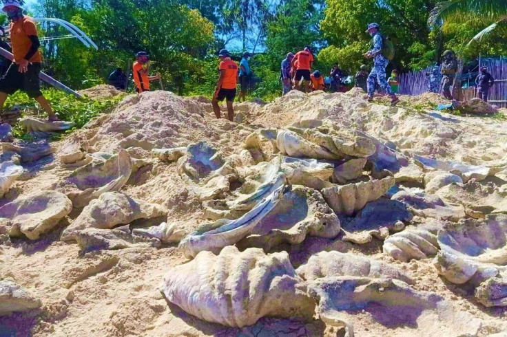 An illegally harvested haul of more than 300 giant clam shells with a value of around $3.3 million has been found in the Philippines