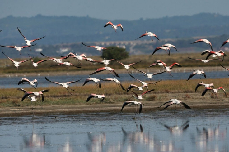 Agios Mamas is one of Europe's Natura 2000 wildlife diversity regions, and is home to nearly 60 different bird species