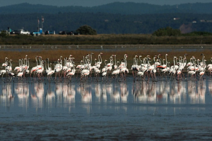 The use of lead shot in wetlands has been illegal in Greece since 2013, and the EU in November said it would ban its use in all wetlands