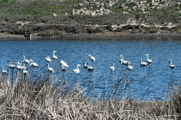 Around 50 pink flamingos are known to have died there after ingesting lead birdshot