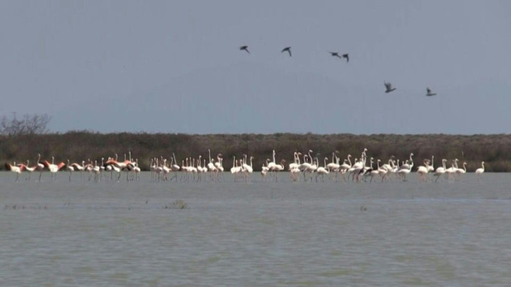 Animal activist group Action for Wildlife takes stock of the damage and works to help surviving birds as Greek flamingos are found dead from lead poisoning near Agios Mamas and Thessaloniki in Greece.