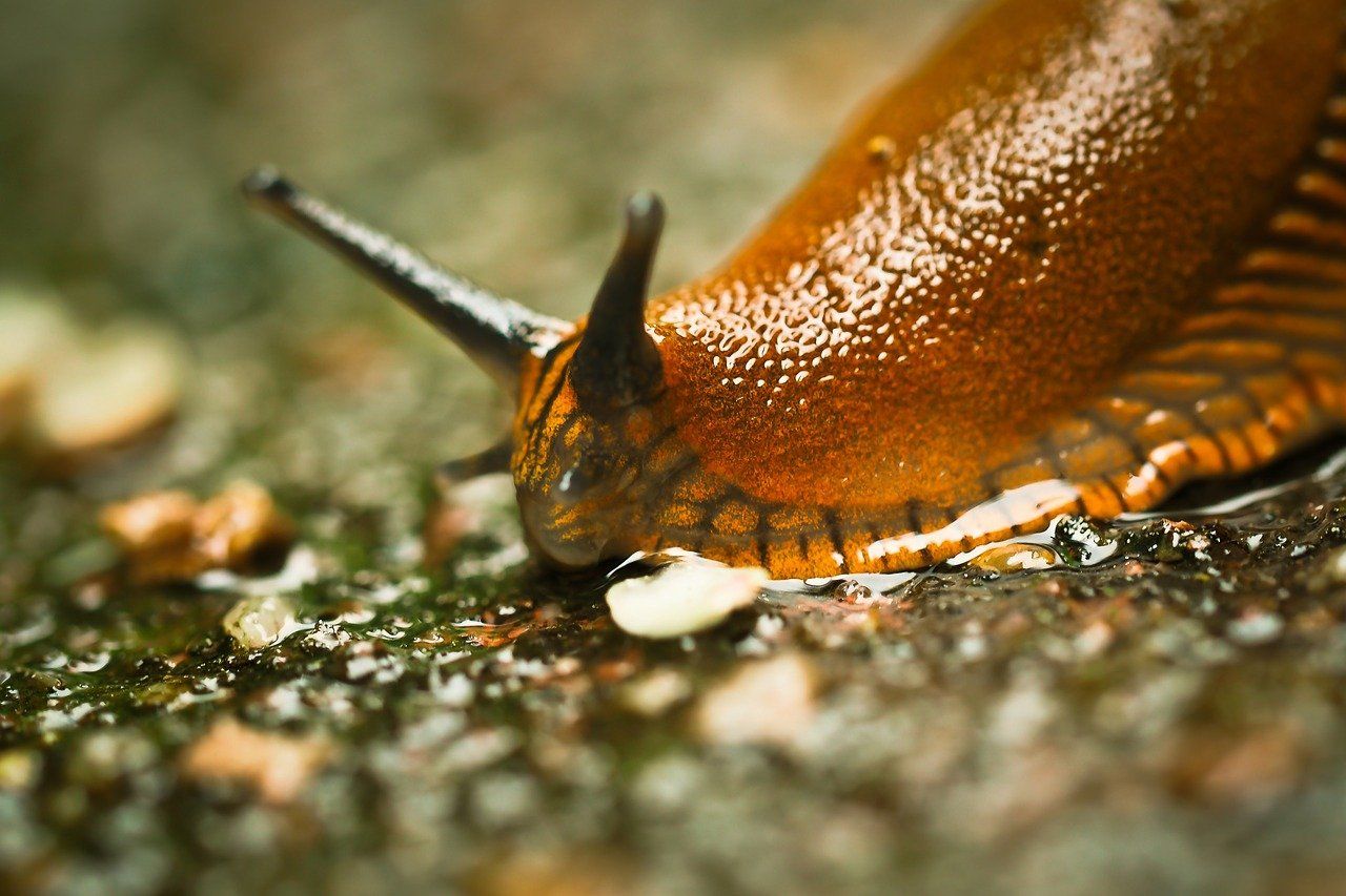 Snail Invasion Florida Captures Over 1,000 Giant Snails IBTimes