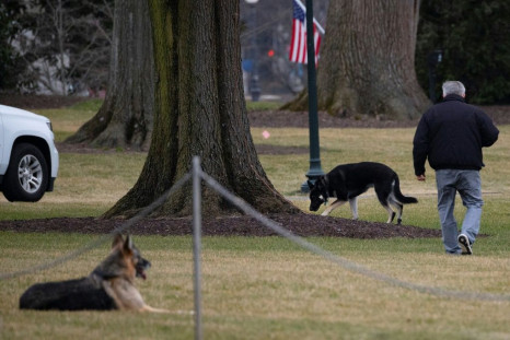 First dogs Champ and Major Biden are seen on the South Lawn of the White House in Washington, DC, on January 25, 2021