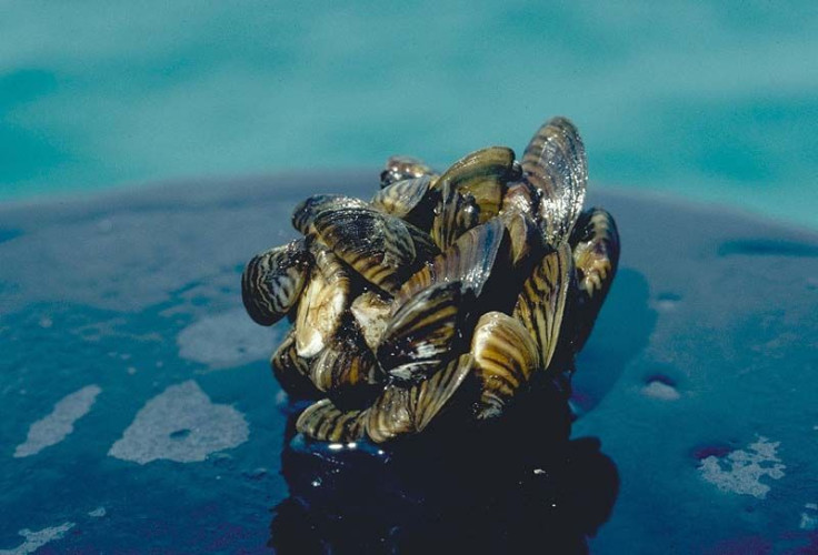 Zebra Mussel