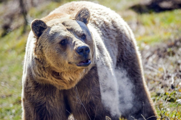 Nearly 20 bears now live in a rolling 16-hectare (40-acre) refuge near the capital Pristina