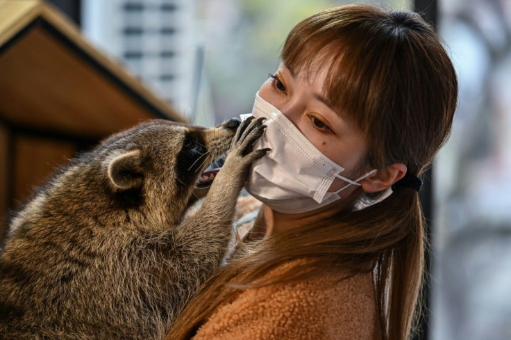 A raccoon interacting with cafe owner Cheng Chen at Raccoon Cafe in Shanghai