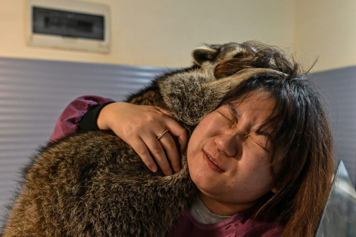 A raccoon jumps onto a woman's shoulder at a raccoon cafe in Shanghai