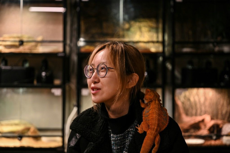 A bearded dragon perches on a customer's shoulder at a reptile coffee shop in Shanghai