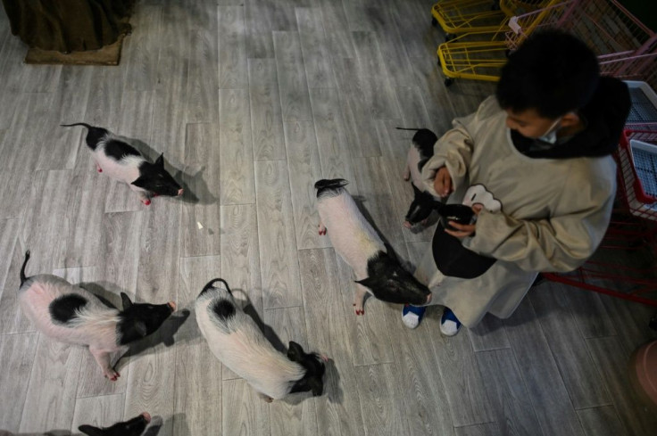 A customer feeding pigs at a coffee shop in Shanghai