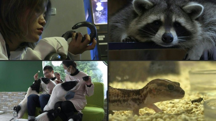 Forget dog or cat cafes, Shanghai's animal cafe scene has expanded to include a wider -- and more exotic -- kingdom. The fad in dining alongside all manner of species -- from raccoons to pigs and reptiles -- comes despite pandemic-fuelled concerns about t