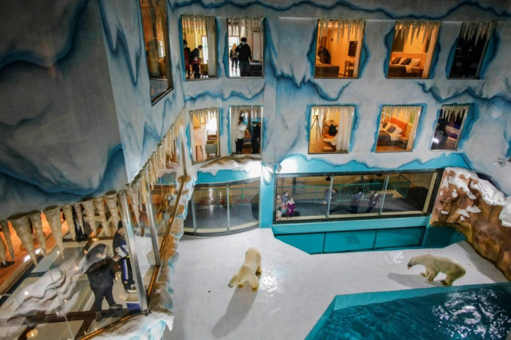 A newly opened hotel in China's northeast is built around a polar bear enclosure for its guests to view