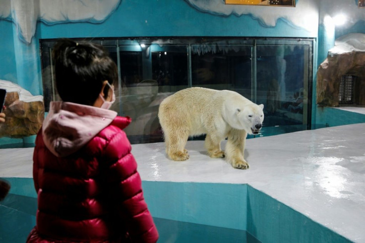 "Harbin Polar Land", a Chinese hotel in the country's northeast, has drawn condemnation from conservationists over its polar bear enclosure