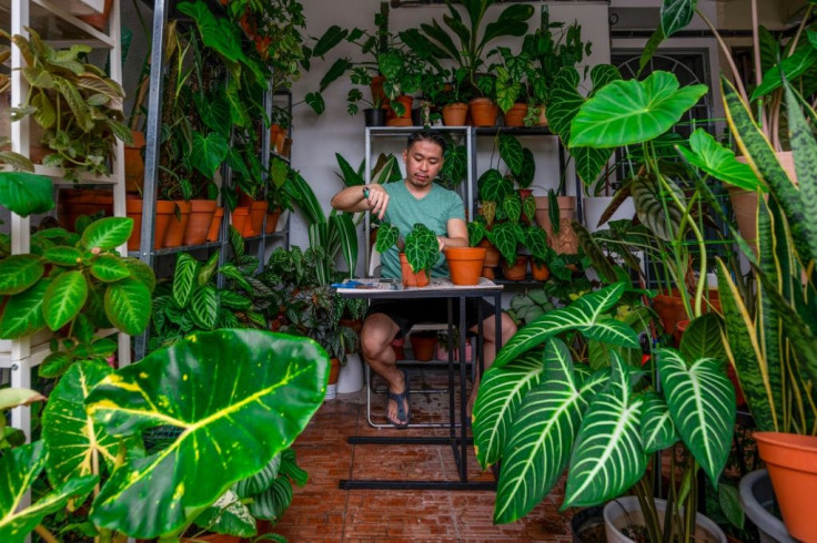 The pandemic lockdowns have fuelled interest in collecting potted plants in Malaysia