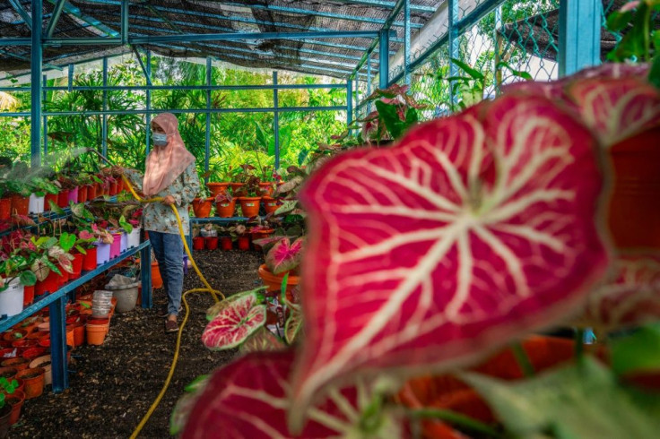 The broad-leaf caladium -- elephant ear plants -- are known for their colourful leaves with intricate patterns