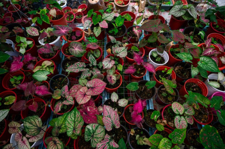 Once relatively cheap, prices of the broad-leaf caladium in Malaysia surged last year when lockdowns confined citizens to their homes