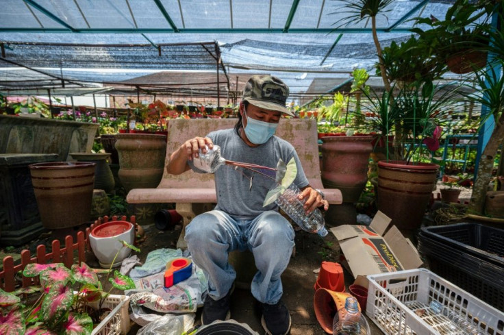 Some of the rarest specimen of caladium plants can now fetch up to 6,000 ringgit ($1,400) each in Malaysia