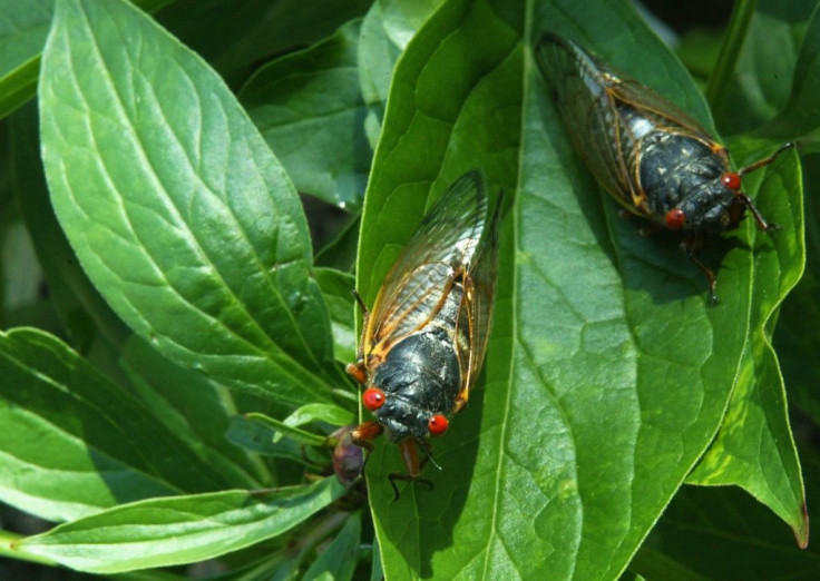 Newly emerged adult cicadas dry their wings on May 16, 2004 at a park in Washington; their 17-year life cycle means they are due to return in 2021