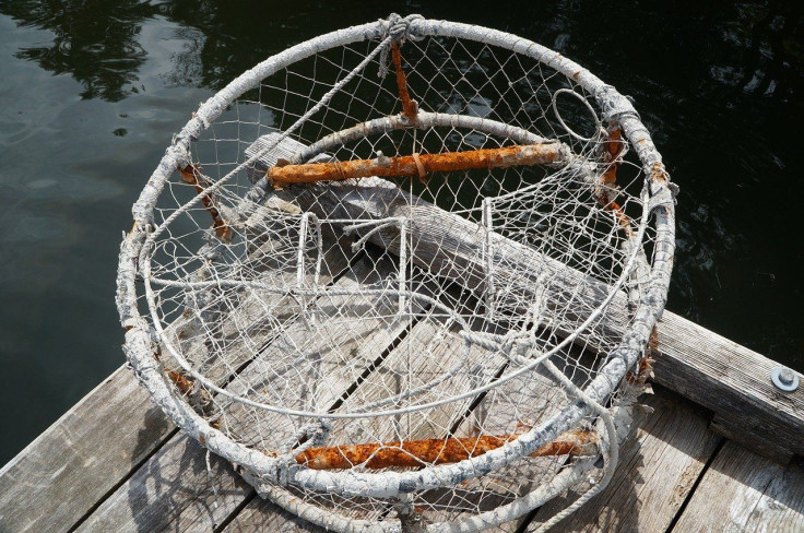 Crab Trap