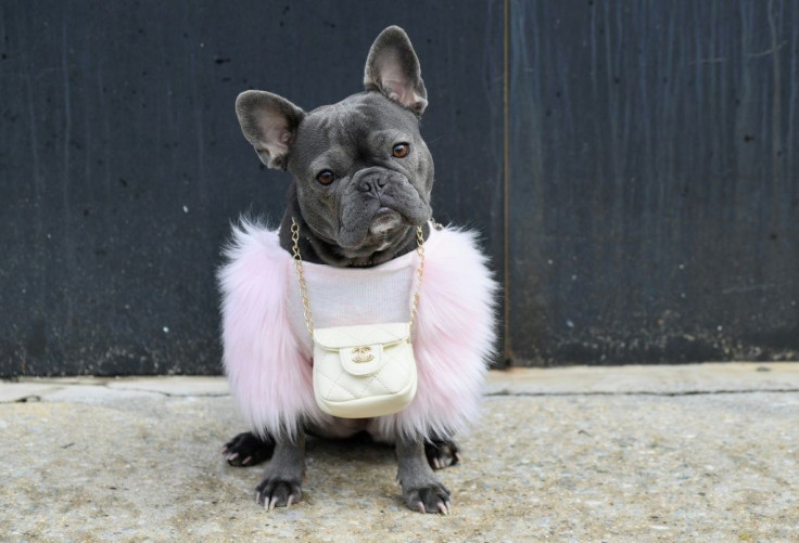 A french bulldog named Magnolia wears a Chanel pouch outside Spring Studios during New York Fashion Week: The Shows (NYFW) on February 16, 2021 in New York City