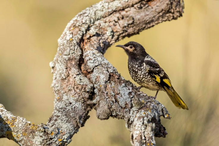 This handout photo from Australian National University shows a rare Australian songbird, a female regent honeyeater, at the Capertee National Park in New South Wales