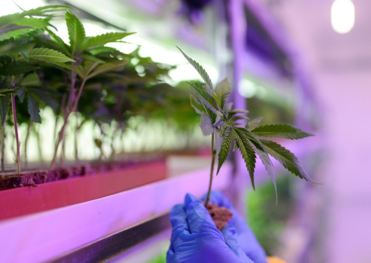 The North Macedonian government is weighing legalising marijuana, in what would be a European firstÂ