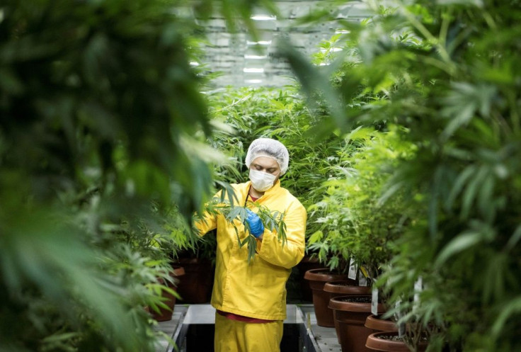 North Macedonia legalised the cultivation and sale of marijuana-derived medical products in 2016, but an ill-defined law has left the sector in limbo