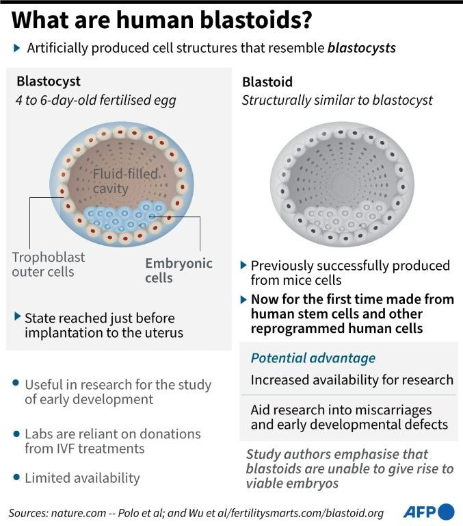 Factfile on the generation of early embryo models for potential research on miscarriages and developmental defects