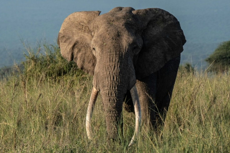 A bull elephant living in the wild will soon be a common sight at a North Florida refuge.