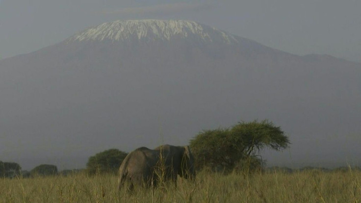A new avocado farm in southern Kenya has met with backlash for supposedly blocking elephant migration routes. The tug-of-war over the 180 acres of land in the shadow of Mount Kilimanjaro tells a bigger tale: a struggle for the survival